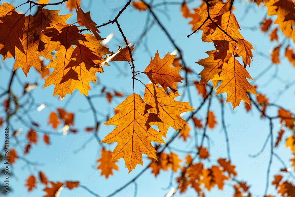 scenic leaves in indian summer colors under blue sky in Wiesbaden in the Nero valley scenic leaves in indian summer colors under blue sky in Wiesbaden in the Nero valley