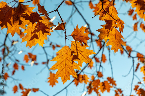 scenic leaves in indian summer colors under blue sky in Wiesbaden in the Nero valley