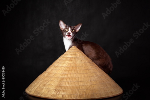 Fotografia Chocolate and white color kitten of  oriental cat breed sitting near big traditi
