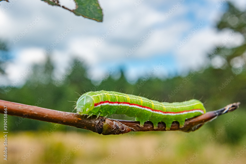 caterpillar on a branch