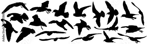 Set of black silhouettes of birds (gulls). Vector illustration