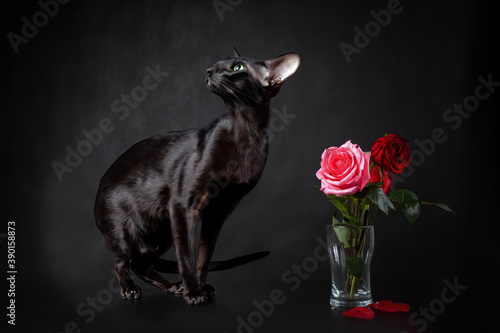 Young black cat of oriental breed sitting near red rose bouquet against black background. Greeting card for Saint Valentine s Day.