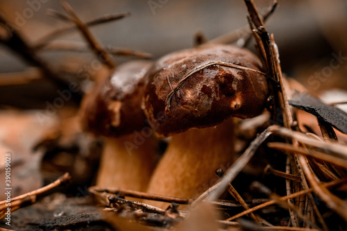 view on group of mushrooms with dark brown caps growing among fallen branches in pine forest