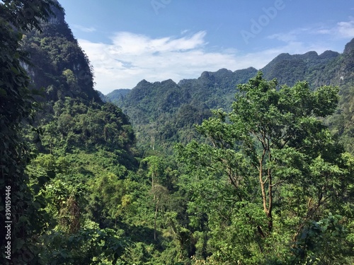Vietnamese Jungle. (Phong Nha National Park)