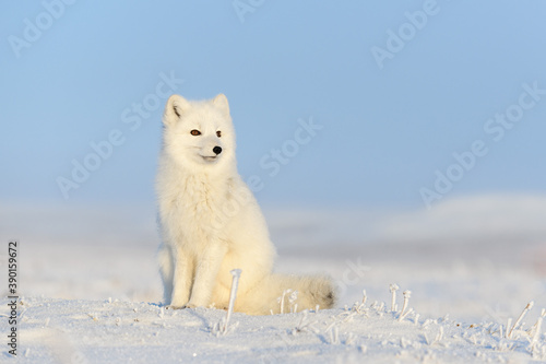 White arctic fox (Vulpes Lagopus) sitting on snow in Arctic tundra. Snow Fox. 