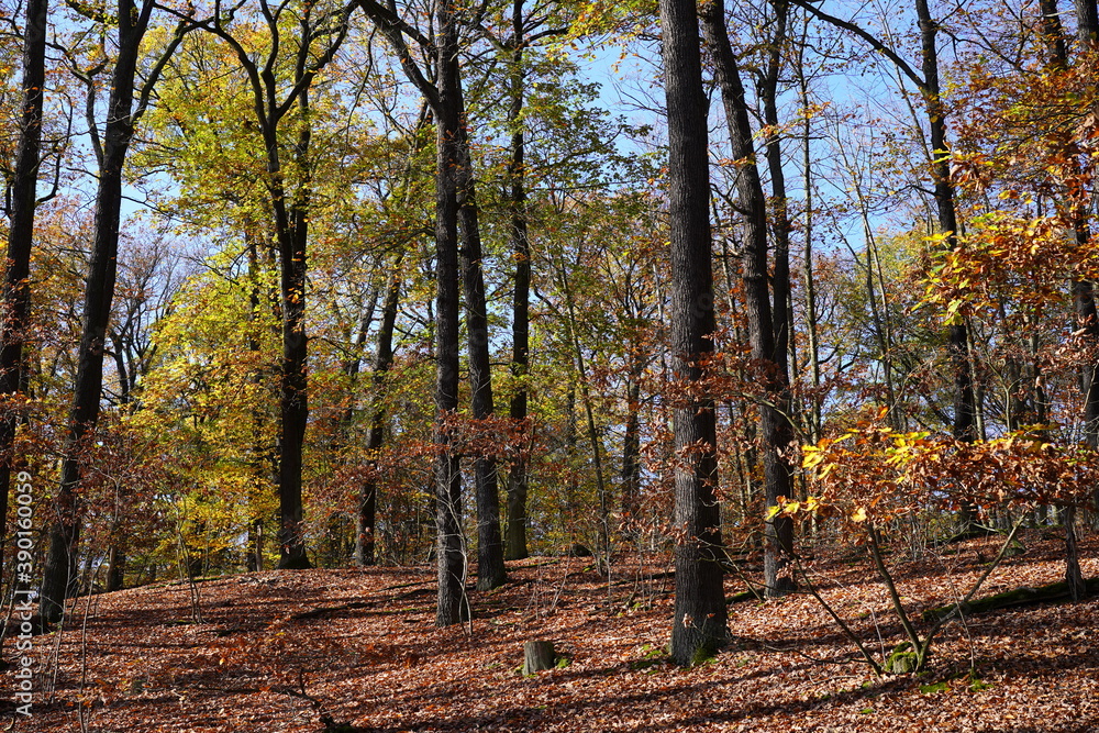 Fototapeta premium Sonnige herbstliche Waldlandschaft in Berlin