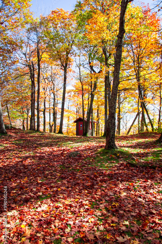 autumn trees in the park