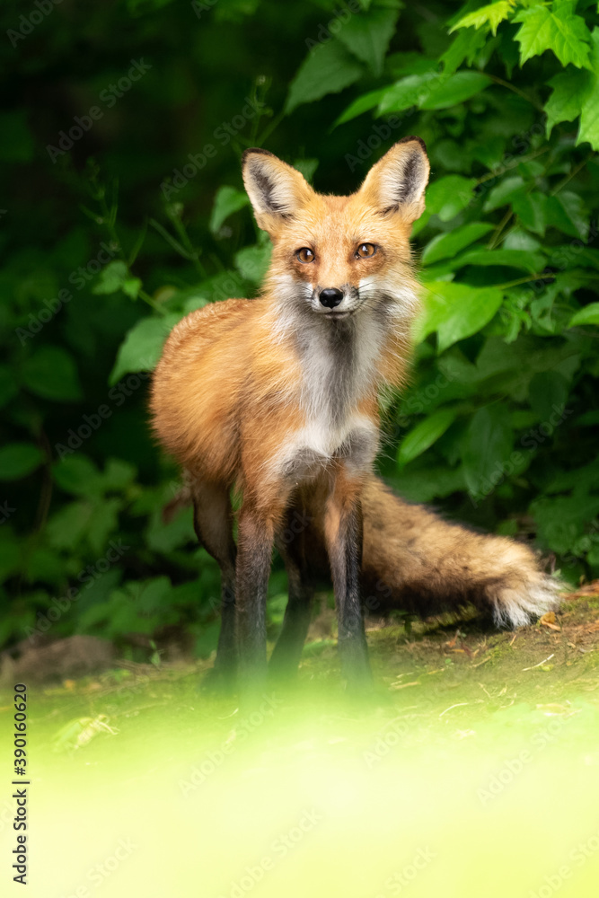 Fototapeta premium red fox in the forest