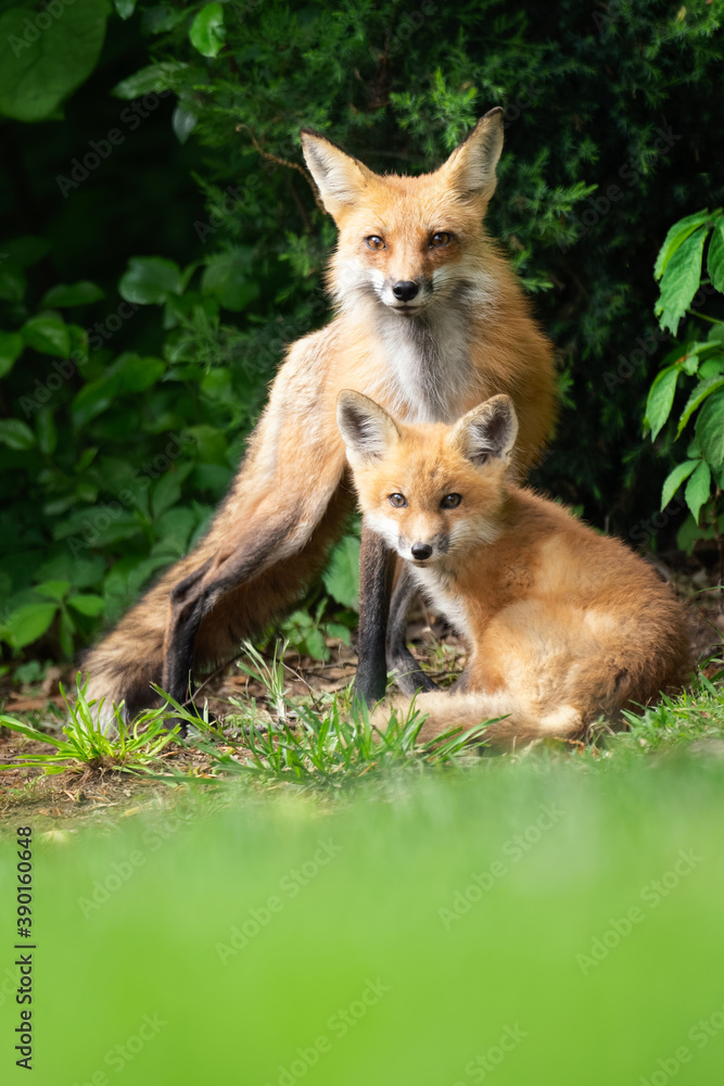 fox with cub in the wild