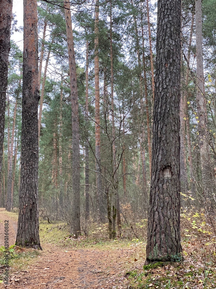 path in the forest path in the forest