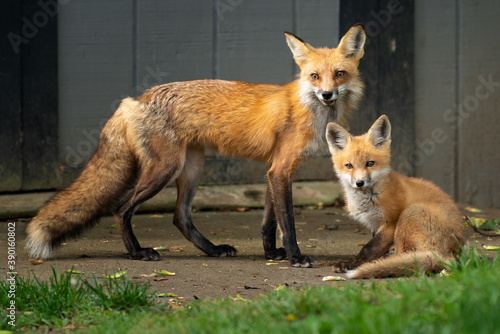 red fox with cub