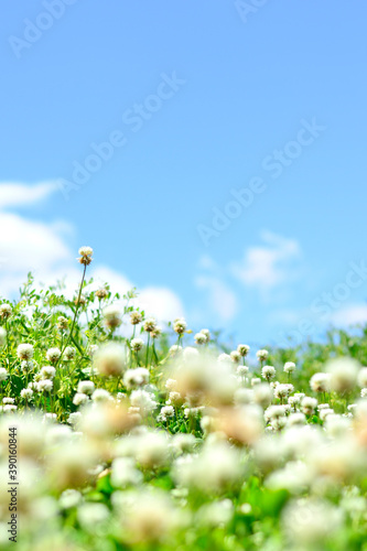 青空と雲とシロツメクサ