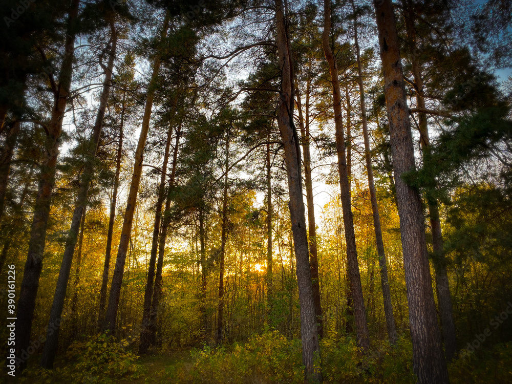 sun rays in the forest sun rays in the forest