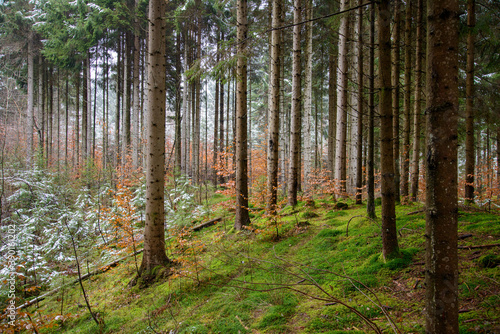 Fresh snow in the woods © m. cambik