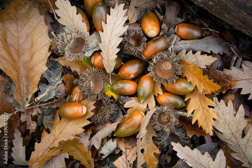 Autumnal close up of ripe acorns and oak leaves on the woodland ground of Wimbledon Common, London, UK photo