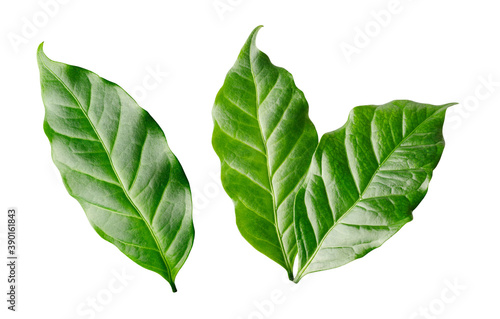 Green Arabica coffee leaves isolated on white background
