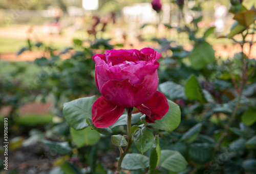 Floral. Roses. Closeup view of beautiful Rosa Valentina Casucci buds and flower of fuchsia and pink petals  spring blooming in the garden.