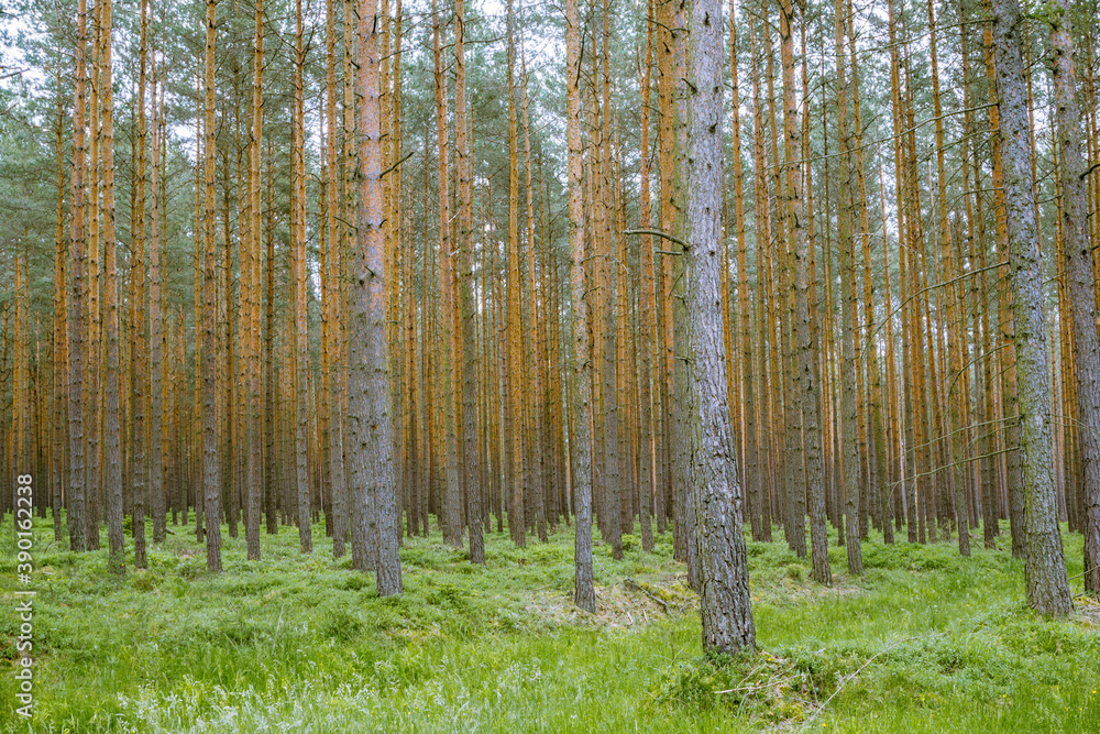 Fototapeta premium Thuringian pine forest