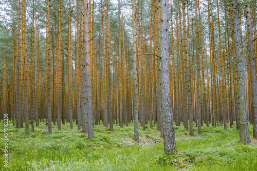 Thuringian pine forest