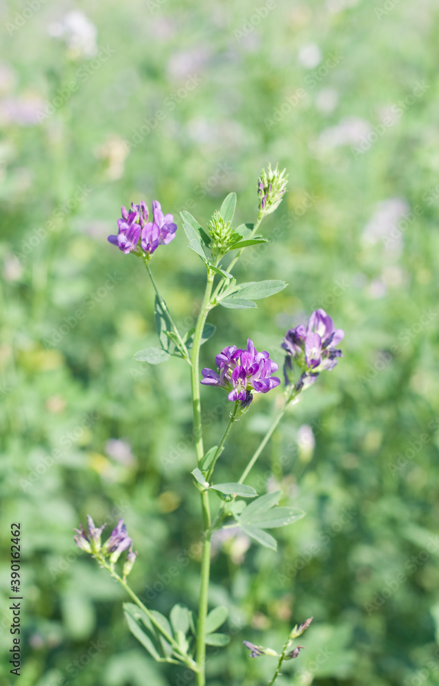Fototapeta premium Fleur violette