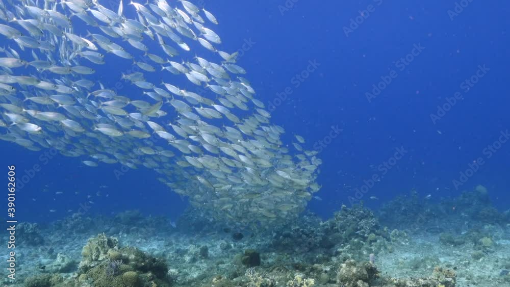 Bait ball / school of fish in turquoise water of coral reef in Caribbean Sea / Curacao Bait ball / school of fish in turquoise water of coral reef in Caribbean Sea / Curacao