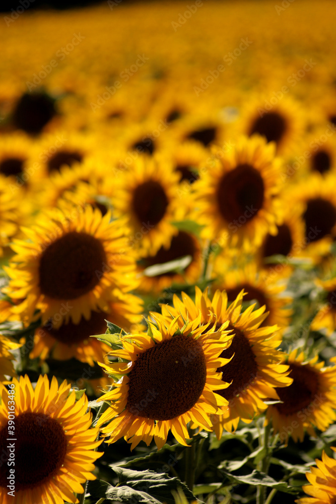Girasole e campo di girasoli Girasole e campo di girasoli