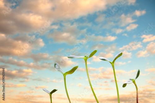 Wallpaper Mural 新芽 Torontodigital.ca