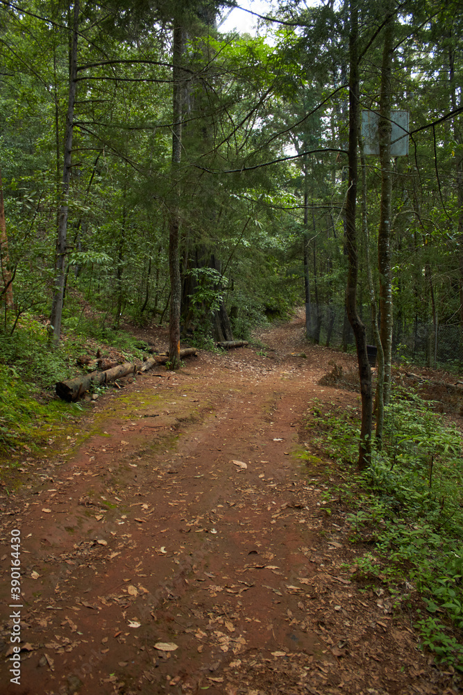 Fototapeta premium Sendero en el bosque