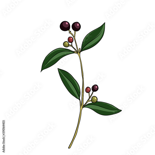 vector drawing indian sandalwood
