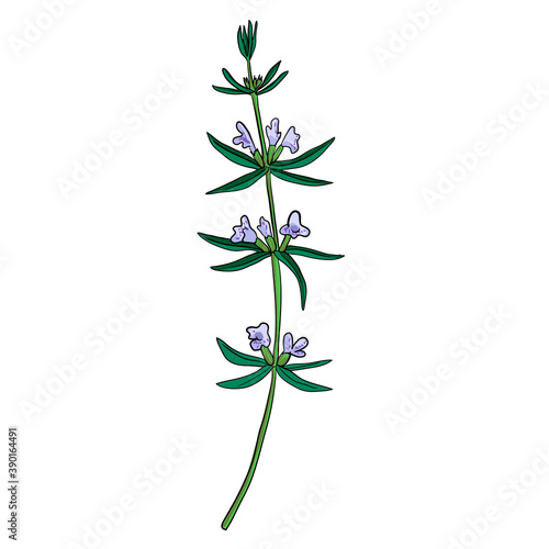 vector drawing summer savory