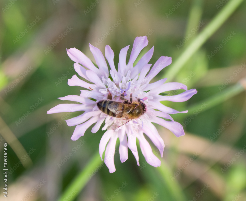 Obraz premium Abeille sur fleur violette