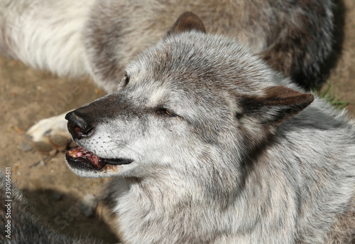 Head shot of Timber Wolf © ctppix