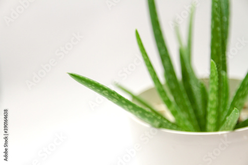 Blurred green aloe vera plant's leaves on white background close-up view