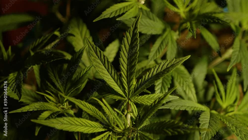 Cannabis plant rotating. Indoor growing. Marijuana production. Hemp cultivation Cannabis plant rotating. Indoor growing. Marijuana production. Hemp cultivation