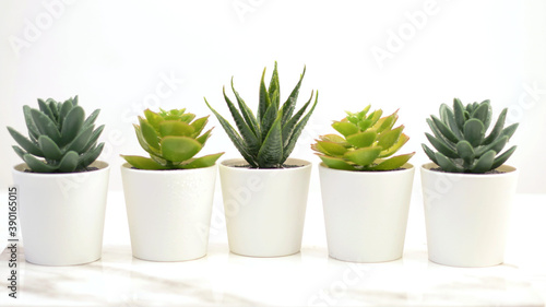 succulent plants in white flower pots