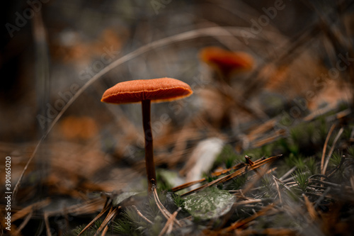 beautiful poisonous mushroom on thin stem grows in an autumn forest