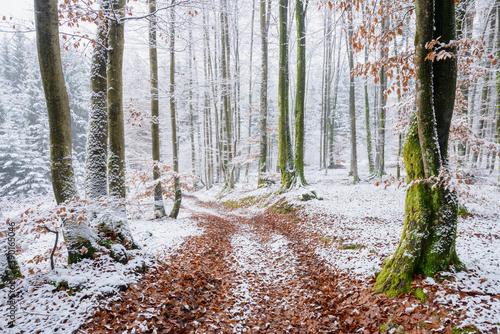 Fresh snow in the woods