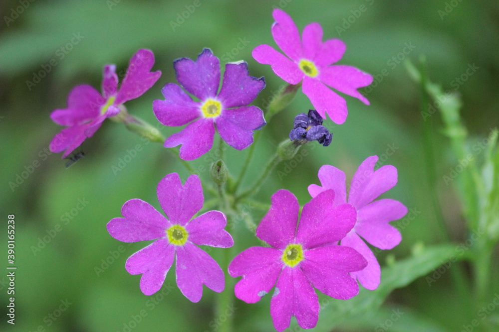 flowers in the garden