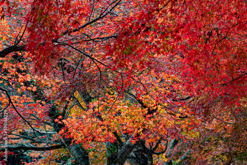 red maple in Japan 