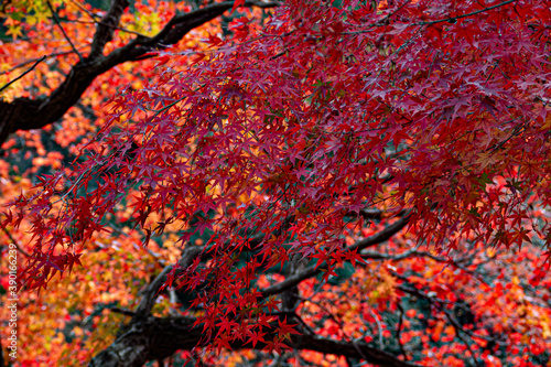 red maple in Japan 