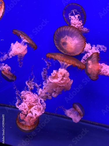 jelly fishes in aquarium