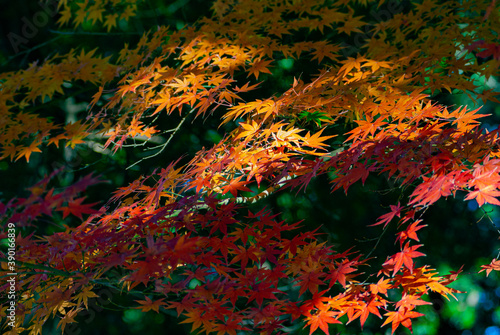 yellow maple leaves 