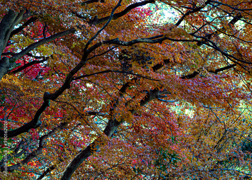 colorful maple trees in Japan colorful maple trees in Japan