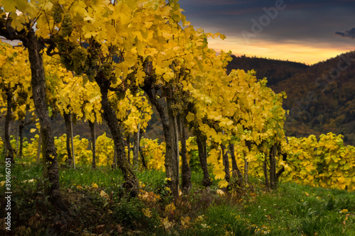 Famous vineyards in Wachau valley, Spitz, Lower Austria. © Sergey Fedoskin