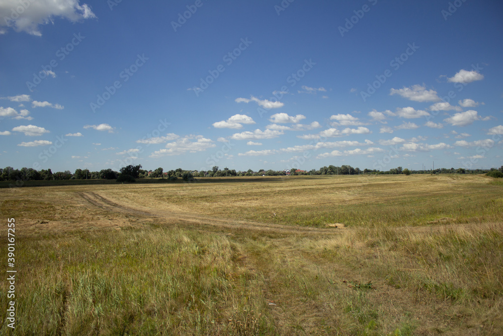 summer field landscape with clouds 