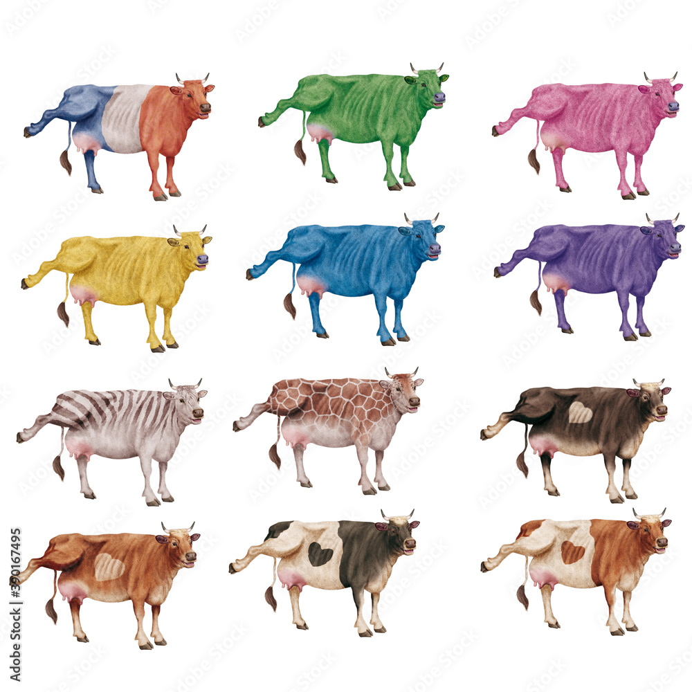 Fototapeta premium vache laitière, française, mamelles, montrant sa mamelle, animal, ferme, mollet, blanc, isolé, bétail, animal, vache laitière, chien, bétail, nature, agriculture gazon, chèvre, debout, mammifère, br