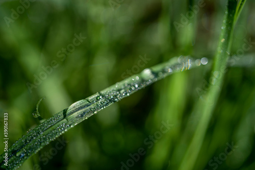 Morning green grass in the sun with dew drops. Soft Focus. Nature Background
