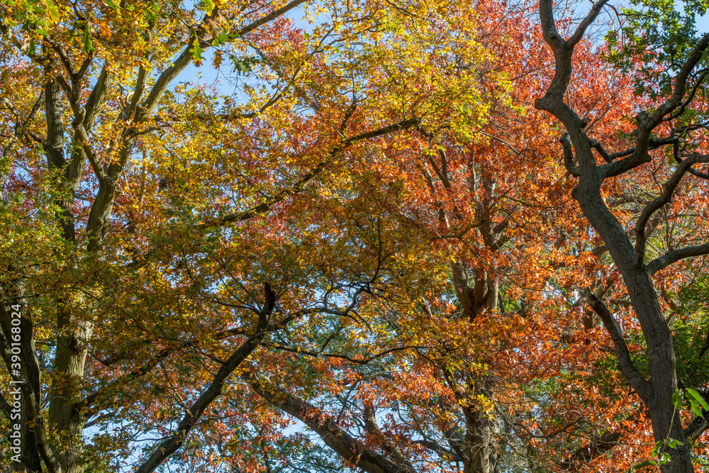 Autumn tree canopy
