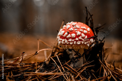 mushroom with bright red cap in white specks grows in the autumn forest
