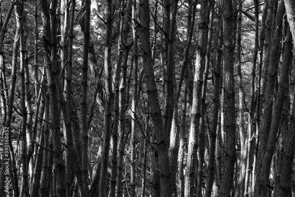 a stand of trees planted to prevent sand shifting 